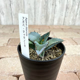 アガベ チタノタ 3号
