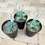 アガベ チタノタ 3号