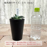 アガベ チタノタ 3号