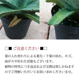 アガベ チタノタ 3号