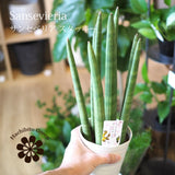 サンスベリア スタッキー 4号 (12cm)