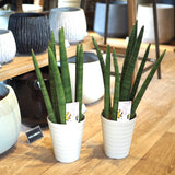 サンスベリア スタッキー 4号 (12cm)