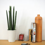 サンスベリア スタッキー 4号 (12cm)