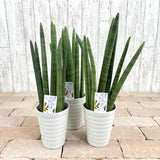 サンスベリア スタッキー 4号 (12cm)