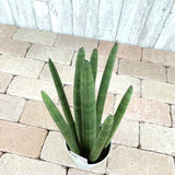 サンスベリア スタッキー 4号 (12cm)