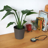 ストレリチア オーガスタ 4号