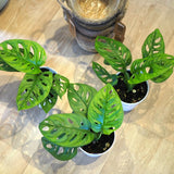 マドカズラ 3.5号 / 11cm