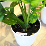 マドカズラ 3.5号 / 11cm