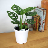 マドカズラ 3.5号 / 11cm