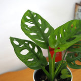 マドカズラ 3.5号 / 11cm