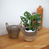 マドカズラ 3.5号 / 11cm