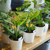 マドカズラ 3.5号 / 11cm