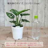 マドカズラ 3.5号 / 11cm