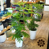 エバーフレッシュ 7号