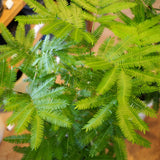 エバーフレッシュ 7号