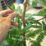 エバーフレッシュ 7号