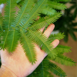 エバーフレッシュ 7号