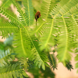 エバーフレッシュ 7号