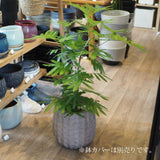 エバーフレッシュ 7号