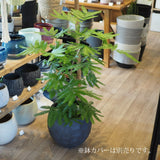 エバーフレッシュ 7号