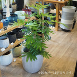 エバーフレッシュ 7号