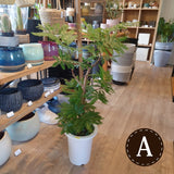 エバーフレッシュ 7号