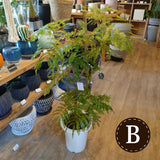 エバーフレッシュ 7号