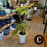 エバーフレッシュ 7号