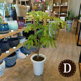 エバーフレッシュ 7号