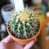 サボテン 金鯱 3.5号