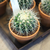 サボテン 金鯱 3.5号