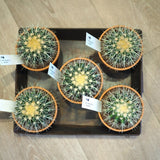 サボテン 金鯱 3.5号