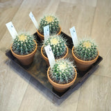 サボテン 金鯱 3.5号