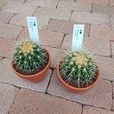 サボテン 金鯱 3.5号