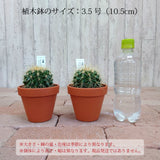 サボテン 金鯱 3.5号