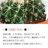 サボテン 金鯱 3.5号