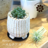 ハオルチア オブツーサ 陶器鉢セット 3号(10cm)