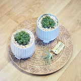 ハオルチア オブツーサ 陶器鉢セット 3号(10cm)