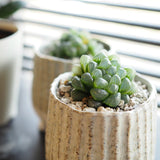 ハオルチア オブツーサ 陶器鉢セット 3号(10cm)