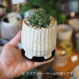 ハオルチア オブツーサ 陶器鉢セット 3号(10cm)