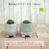 ハオルチア オブツーサ 陶器鉢セット 3号(10cm)
