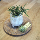 リプサリス 陶器鉢セット 3号(10cm)