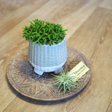 リプサリス 陶器鉢セット 3号(10cm)