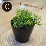 リプサリス 陶器鉢セット 3号(10cm)