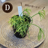 リプサリス 陶器鉢セット 3号(10cm)