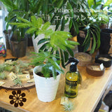 エバーフレッシュ 3.5号