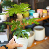 エバーフレッシュ 3.5号