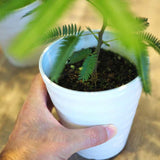 エバーフレッシュ 3.5号