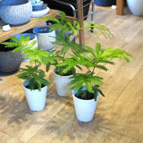 エバーフレッシュ 3.5号