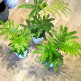 エバーフレッシュ 3.5号